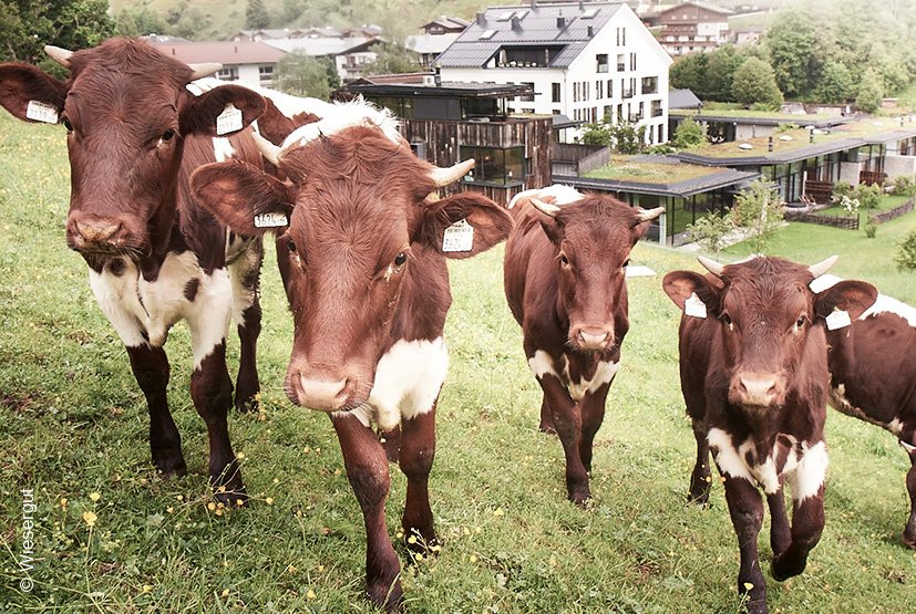Wiesergut | Pinzgauer Kühe | Sepp Kröll | Nachhaltigkeit | luxuszeit.com