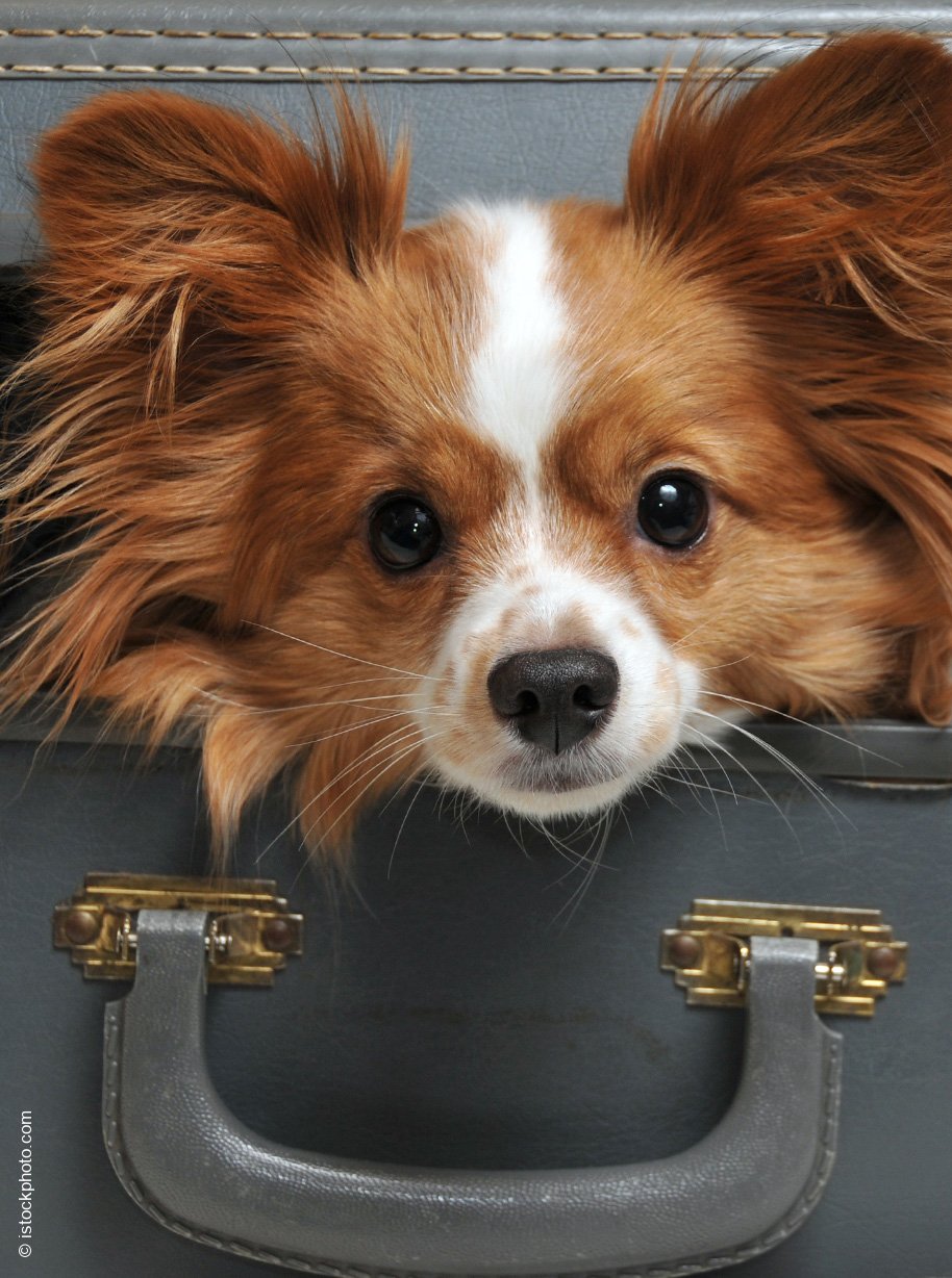 Nicht ohne meinen Hund | Inspirationen für Hotel-Urlaub mit Hund | luxuszeit.com