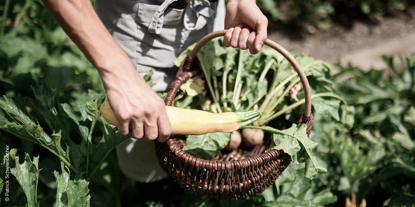 Villa Arnica | Lana | Zucchini-Ernte | luxuszeit.com