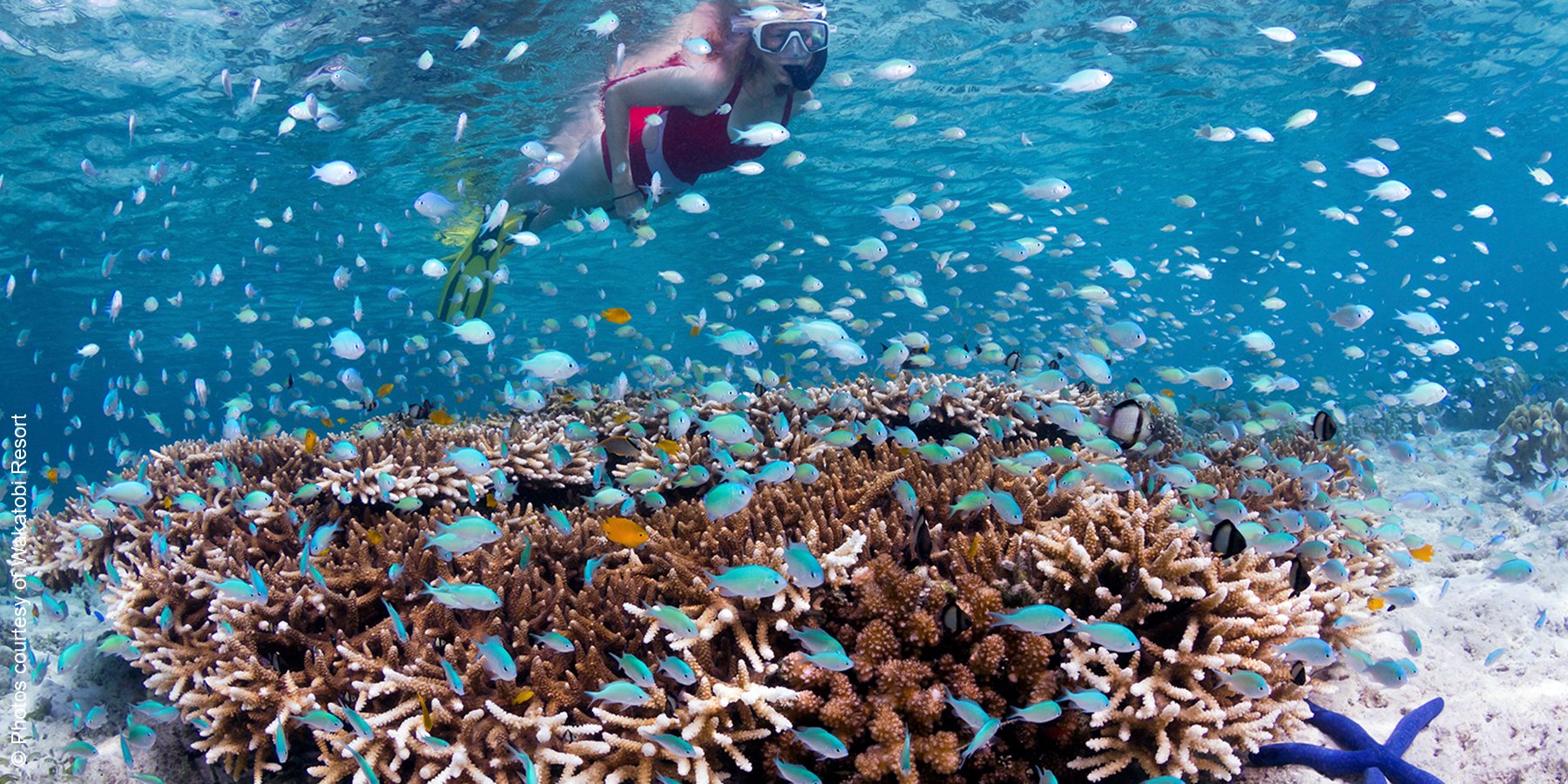 Wakatobi Dive Resort | Indonesien | Schnorcheln | luxuszeit.com