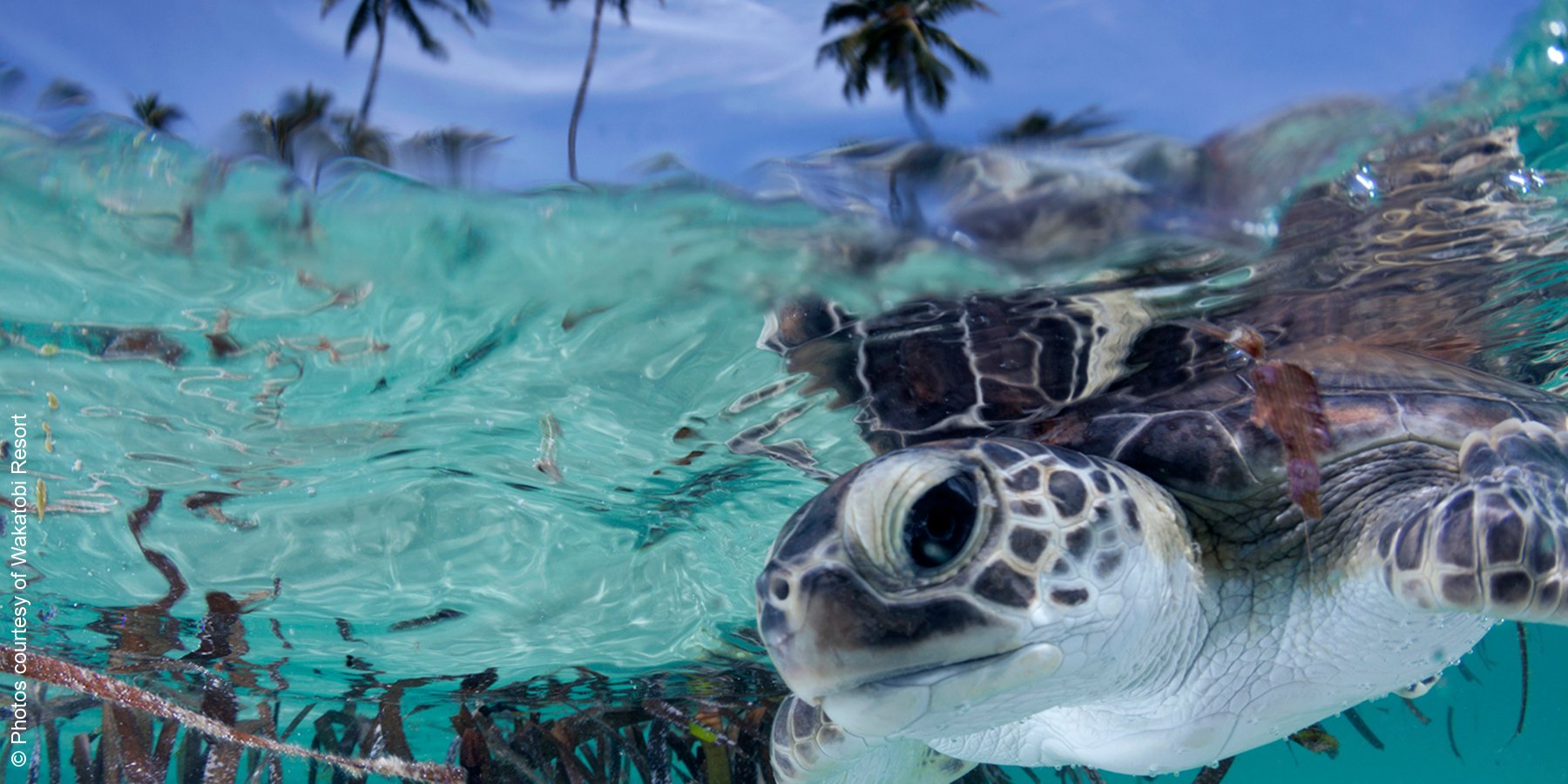 Wakatobi Dive Resort | Indonesien | Schildkröte | luxuszeit.com