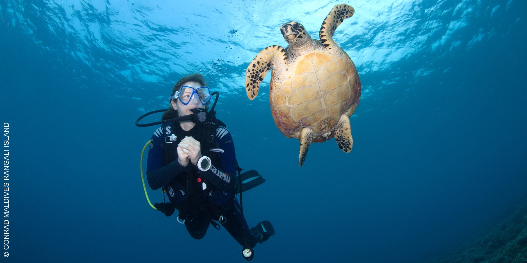 Conrad Maldives Rangali Island | Malediven | Schildkröte | luxuszeit.com